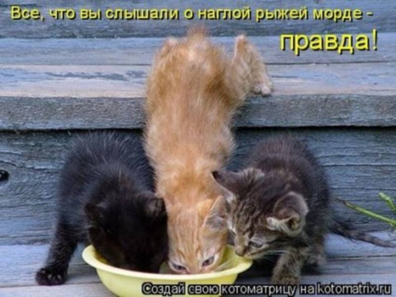 post-2261-0-82933400-1295006468_thumb.jp