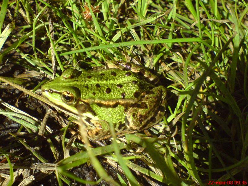 post-1647-0-12595100-1358852096_thumb.jp