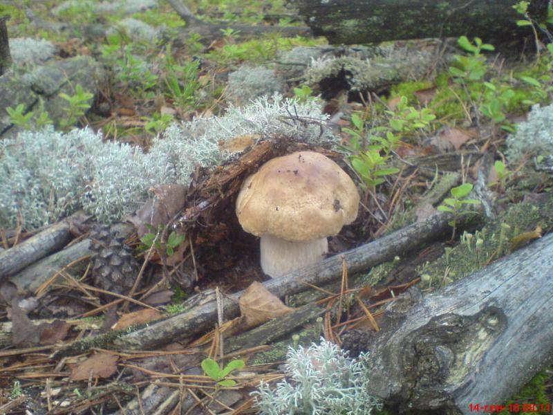 post-1647-0-29446600-1358852176_thumb.jp