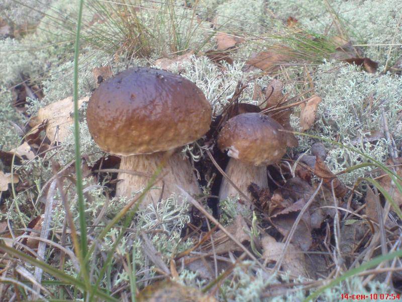 post-1647-0-71248600-1358852148_thumb.jp