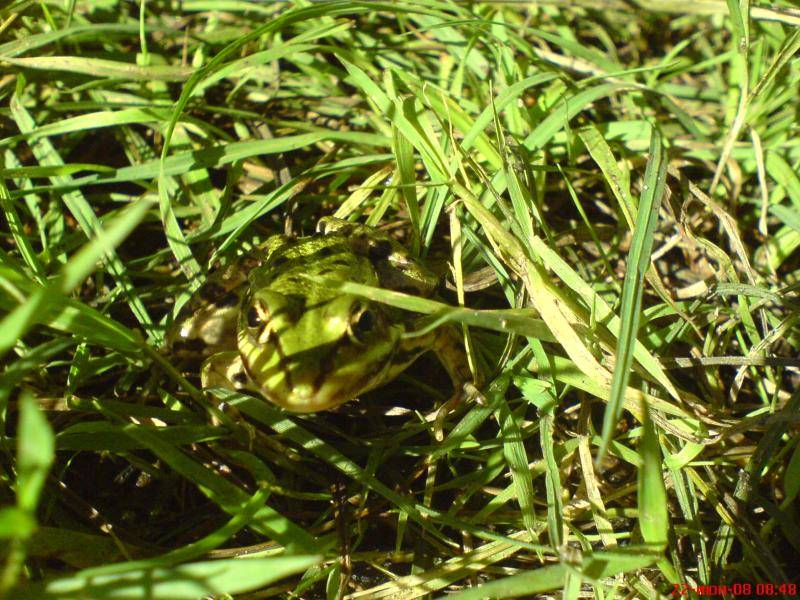 post-1647-0-78596200-1358852121_thumb.jp