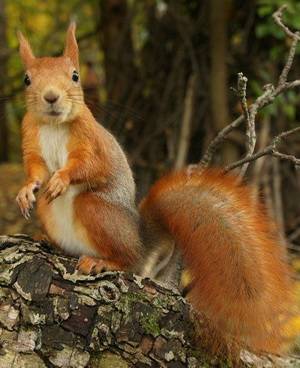 post-18774-0-40737600-1359631785_thumb.j