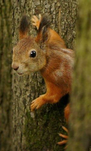 post-18774-0-97994300-1359631786_thumb.j