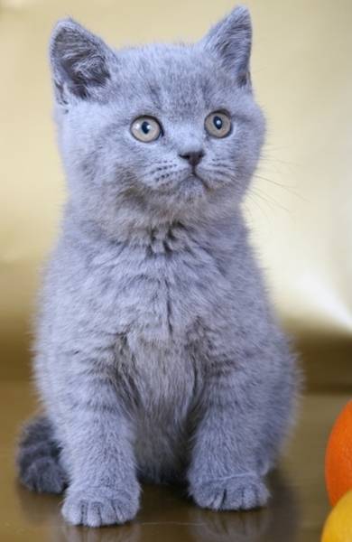 post-1975-0-52429600-1297874769_thumb.jp