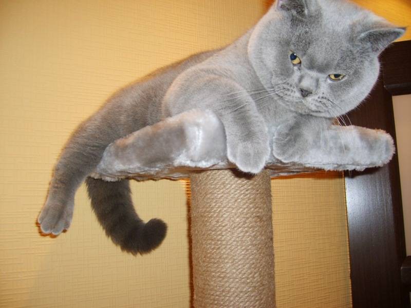 post-1975-0-97435800-1297875017_thumb.jp