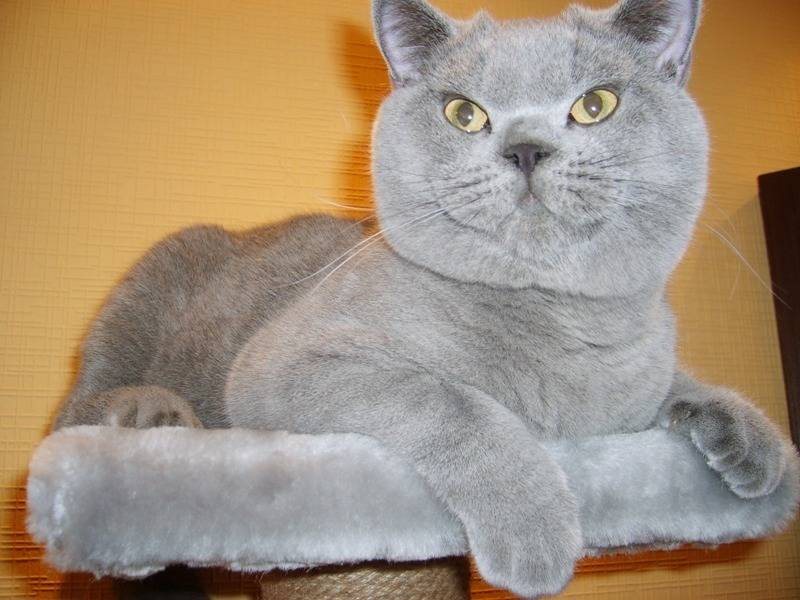 post-1975-0-98257300-1297874997_thumb.jp