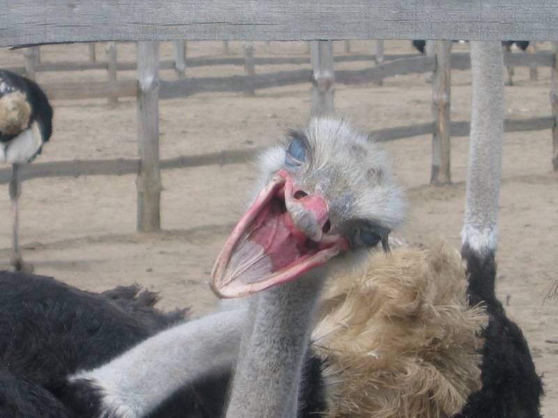 post-6965-0-35442500-1297682966_thumb.jp