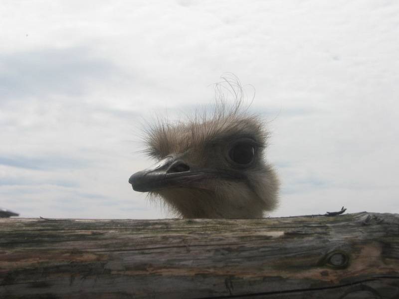 post-6965-0-50100700-1297682975_thumb.jp