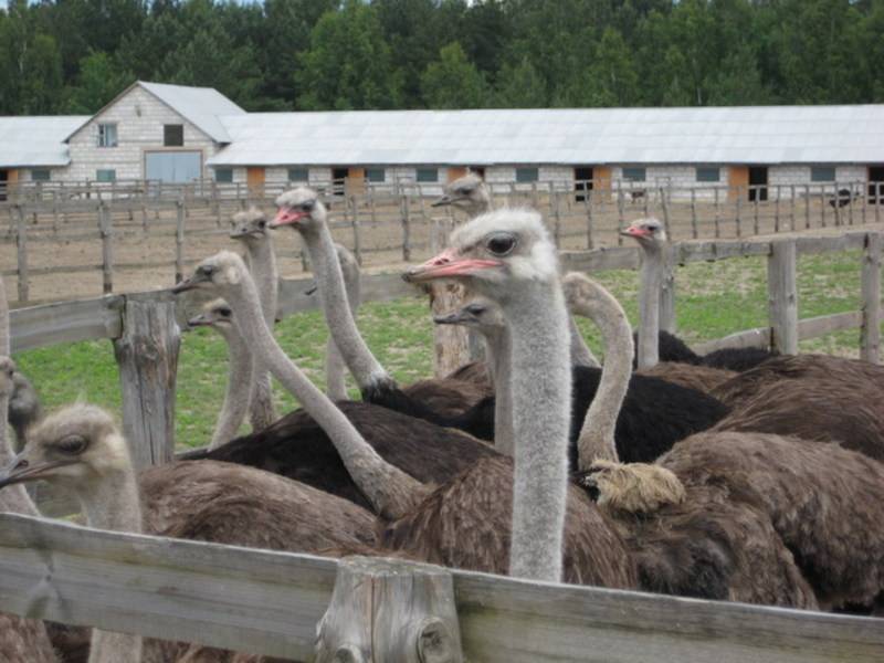 post-6965-0-87621500-1297682994_thumb.jp