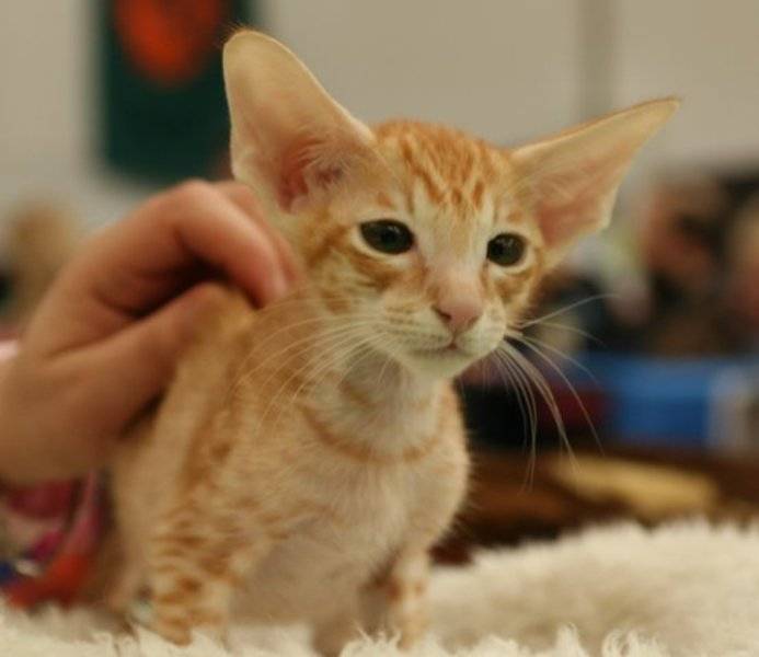 post-9608-0-08161600-1298739738_thumb.jp