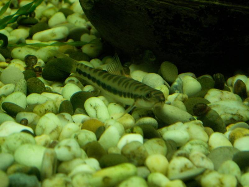 post-9608-0-69381800-1298740136_thumb.jp