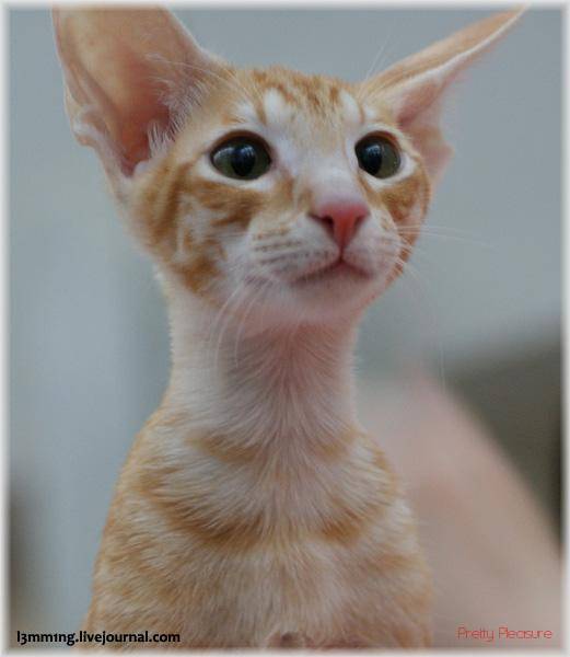 post-9608-0-80056500-1298739745_thumb.jp