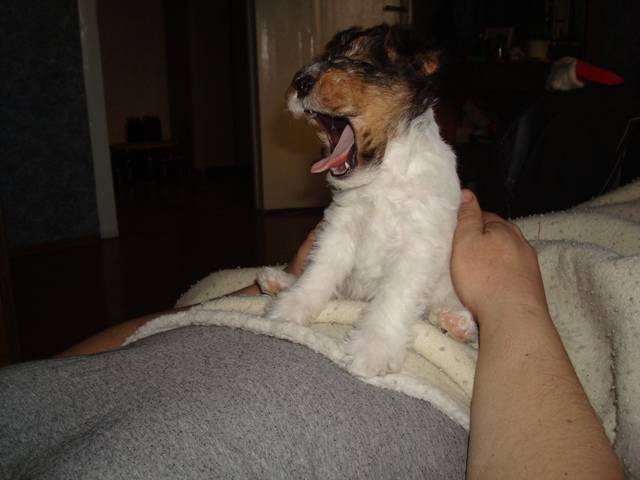 post-11711-0-21711200-1359792825_thumb.j