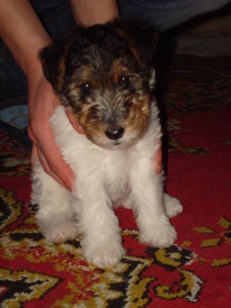 post-11711-0-40381600-1359729085_thumb.j