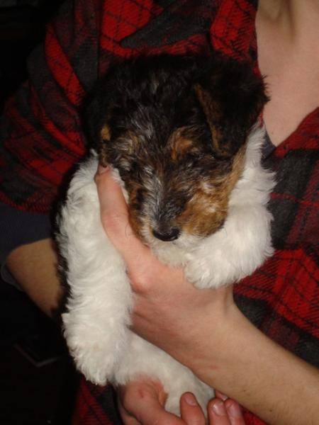 post-11711-0-50396100-1359729078_thumb.j