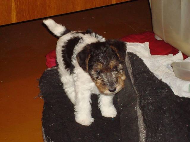 post-11711-0-52323300-1359729053_thumb.j