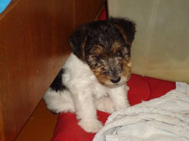 post-11711-0-83058400-1359729061_thumb.j