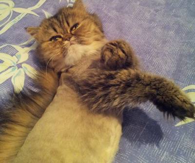 post-18774-0-19289200-1360221637_thumb.j