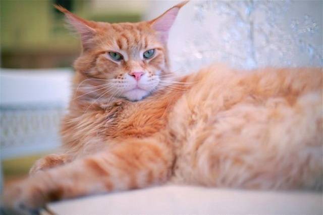 post-18774-0-25262800-1360074539_thumb.j