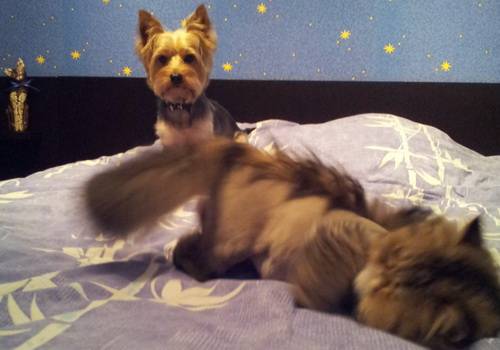 post-18774-0-62086200-1360221638_thumb.j