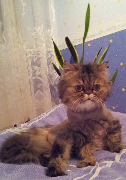 post-18774-0-64913000-1360221635_thumb.j