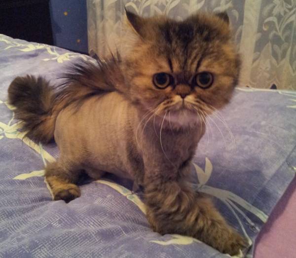 post-18774-0-74076600-1360221633_thumb.j