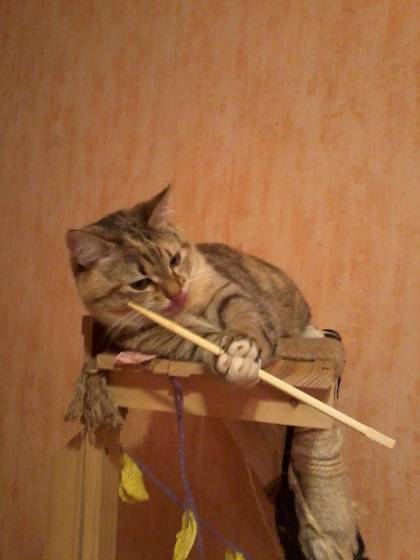 post-3285-0-48209000-1391441199_thumb.jp