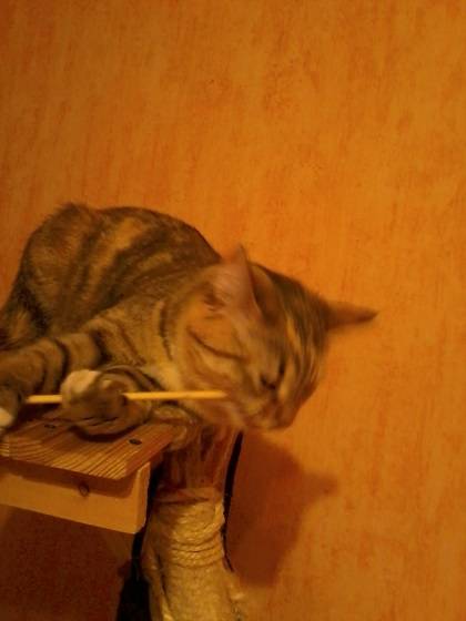 post-3285-0-54424100-1391441253_thumb.jp