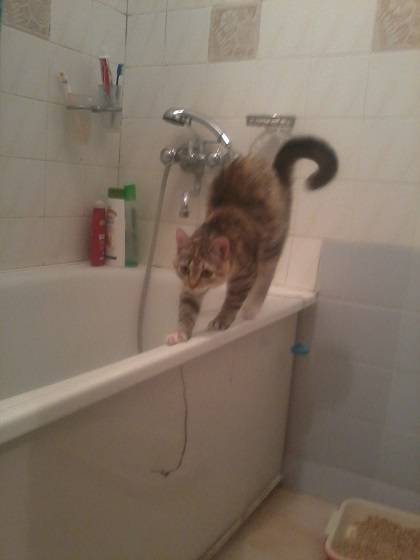 post-3285-0-69471000-1391441159_thumb.jp