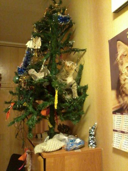 post-3285-0-72976800-1391441176_thumb.jp