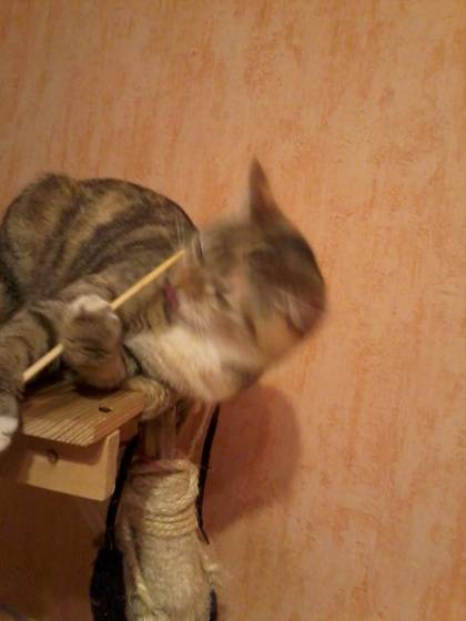 post-3285-0-78967400-1391441232_thumb.jp