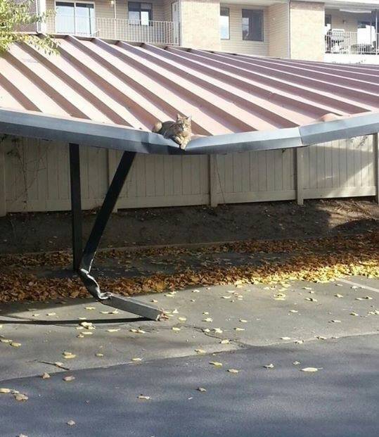 post-17499-0-54585000-1455725949_thumb.j