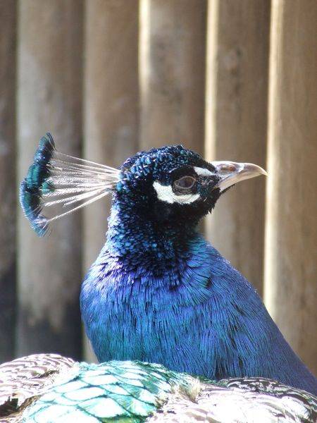 post-1245-0-00817200-1300873734_thumb.jp