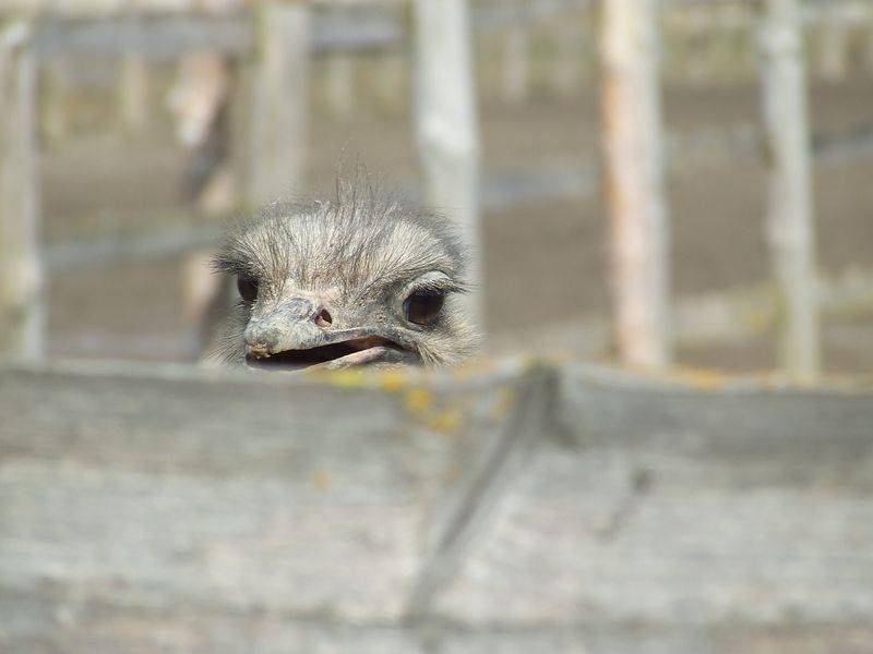 post-1245-0-22249500-1300873678_thumb.jp