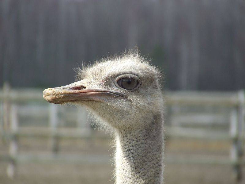 post-1245-0-35250200-1300873675_thumb.jp