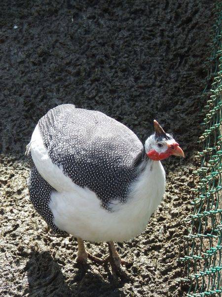 post-1245-0-50517800-1300873731_thumb.jp