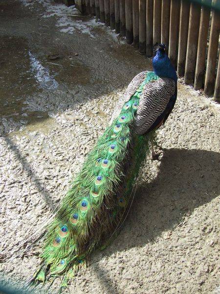 post-1245-0-53835000-1300873727_thumb.jp