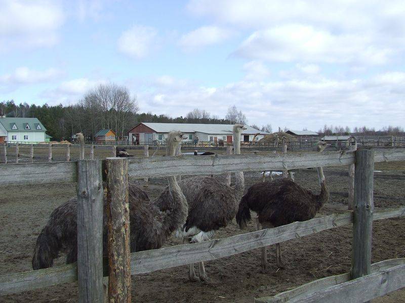 post-1245-0-85182400-1300873676_thumb.jp