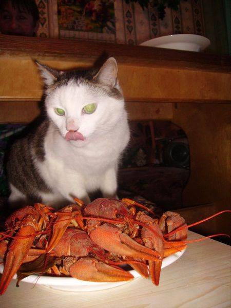 post-8956-0-65897900-1301216077_thumb.jp