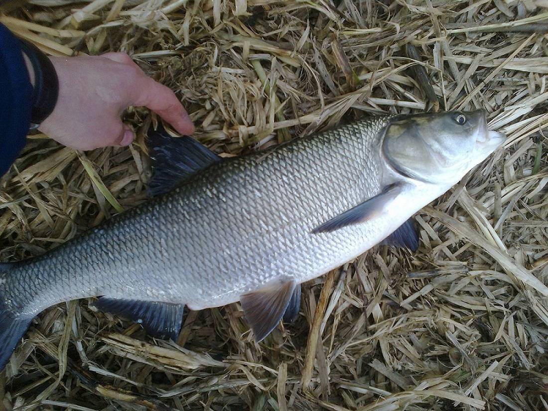 post-1647-0-30607700-1396264378_thumb.jp