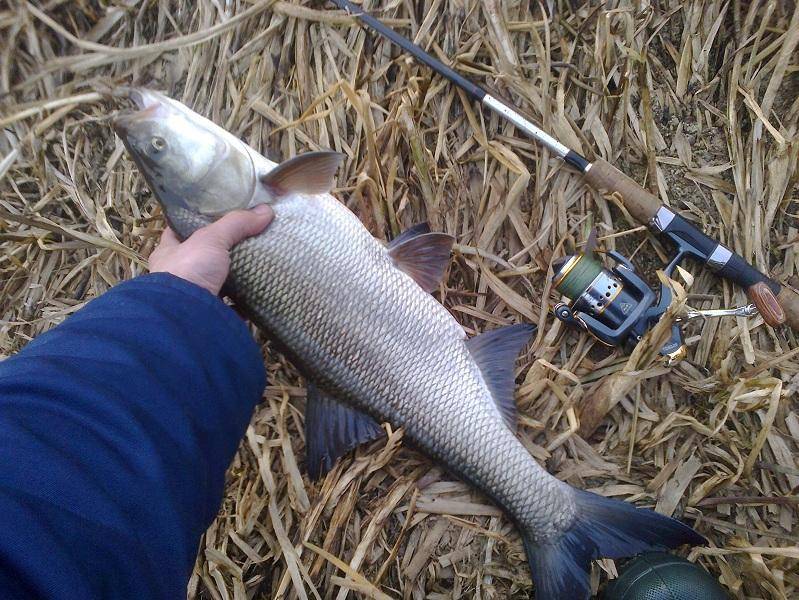 post-1647-0-32357400-1395668986_thumb.jp