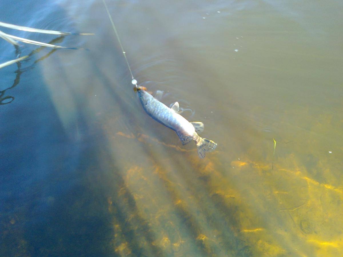 post-1647-0-47694100-1396264361_thumb.jp