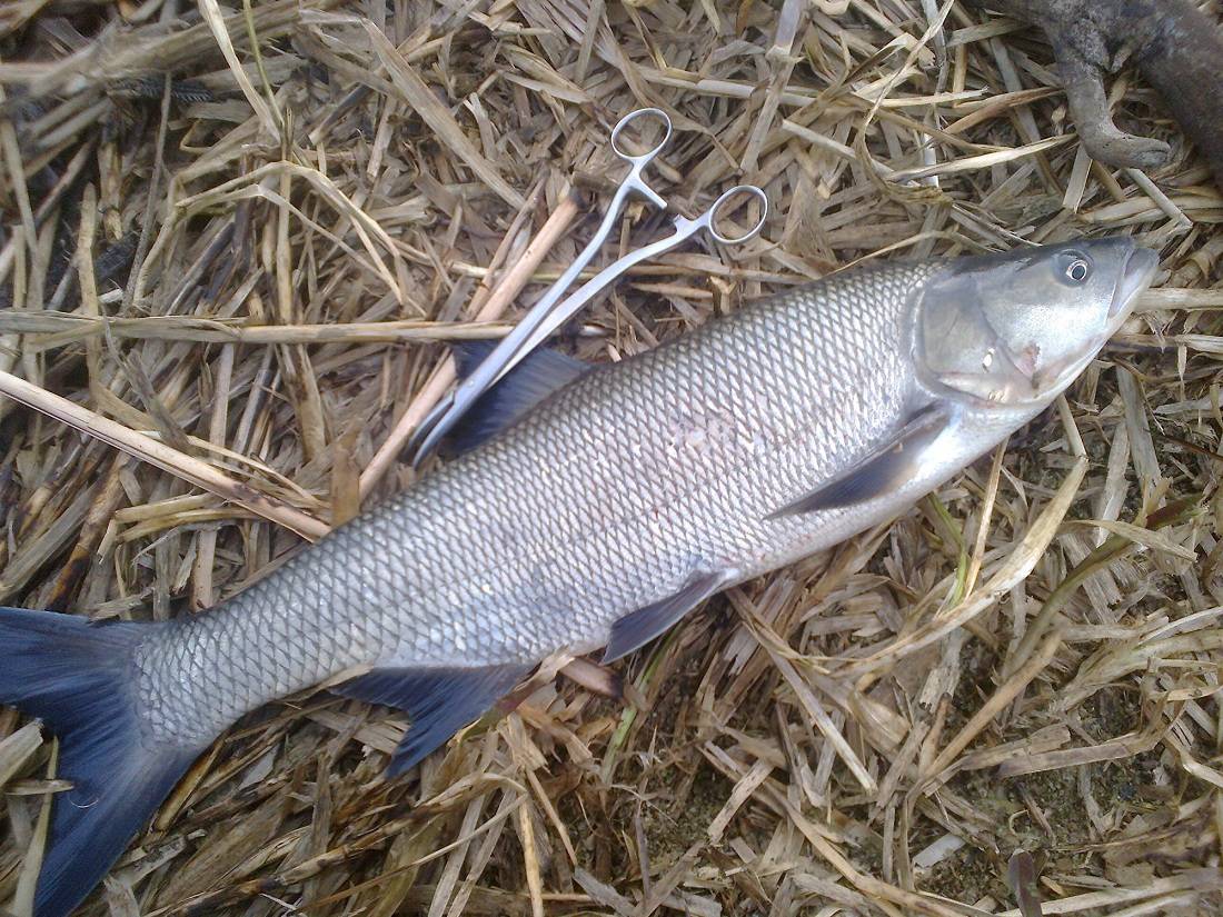 post-1647-0-62358100-1396264393_thumb.jp