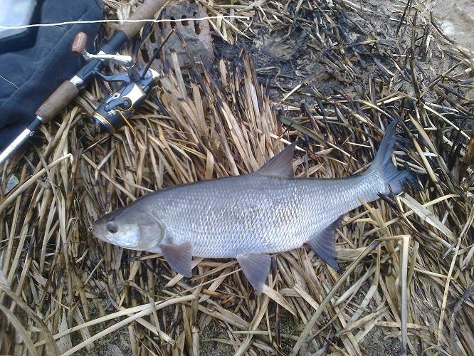 post-1647-0-78559000-1395668968_thumb.jp