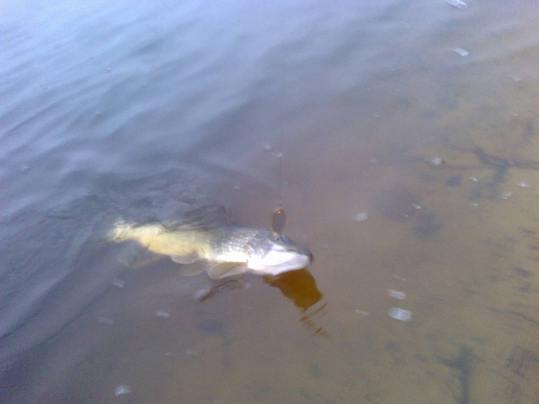 post-1647-0-87153700-1396264404_thumb.jp