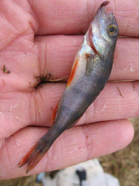 post-2377-0-03615300-1335359053_thumb.jp