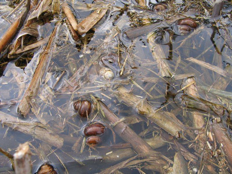 post-2377-0-78465000-1335359061_thumb.jp