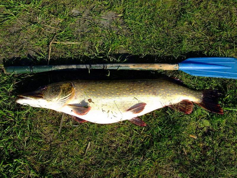 post-1245-0-33569000-1306527940_thumb.jp