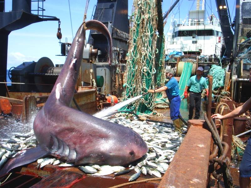 post-1975-0-03409100-1305405043_thumb.jp