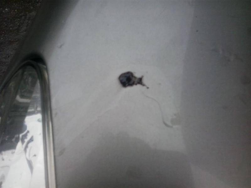 post-20982-0-58181700-1368949478_thumb.j